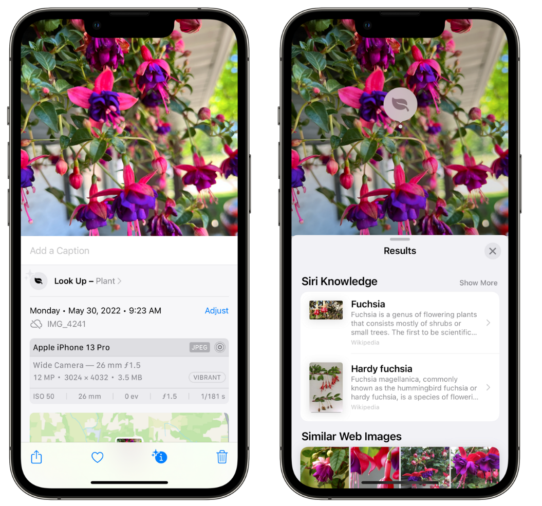 孝感苹果手机维修分享小技巧：使用 iPhone 相机识别花卉植物 